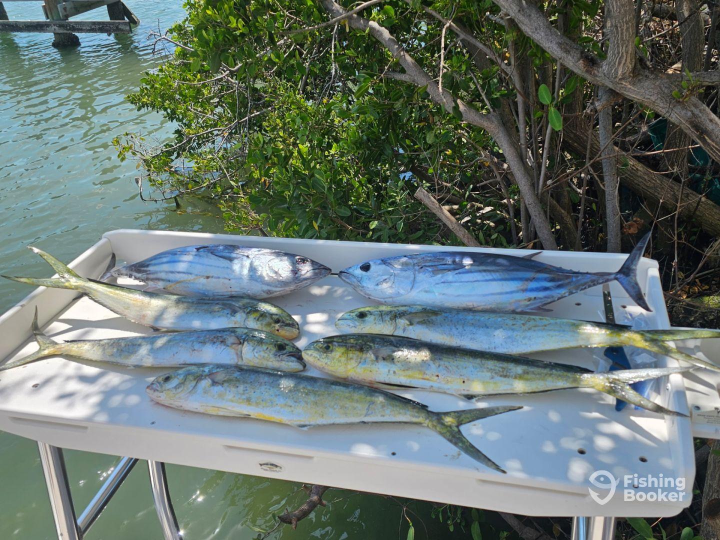 Great 3/4 day Mahi/Tuna trip with captain Anthony